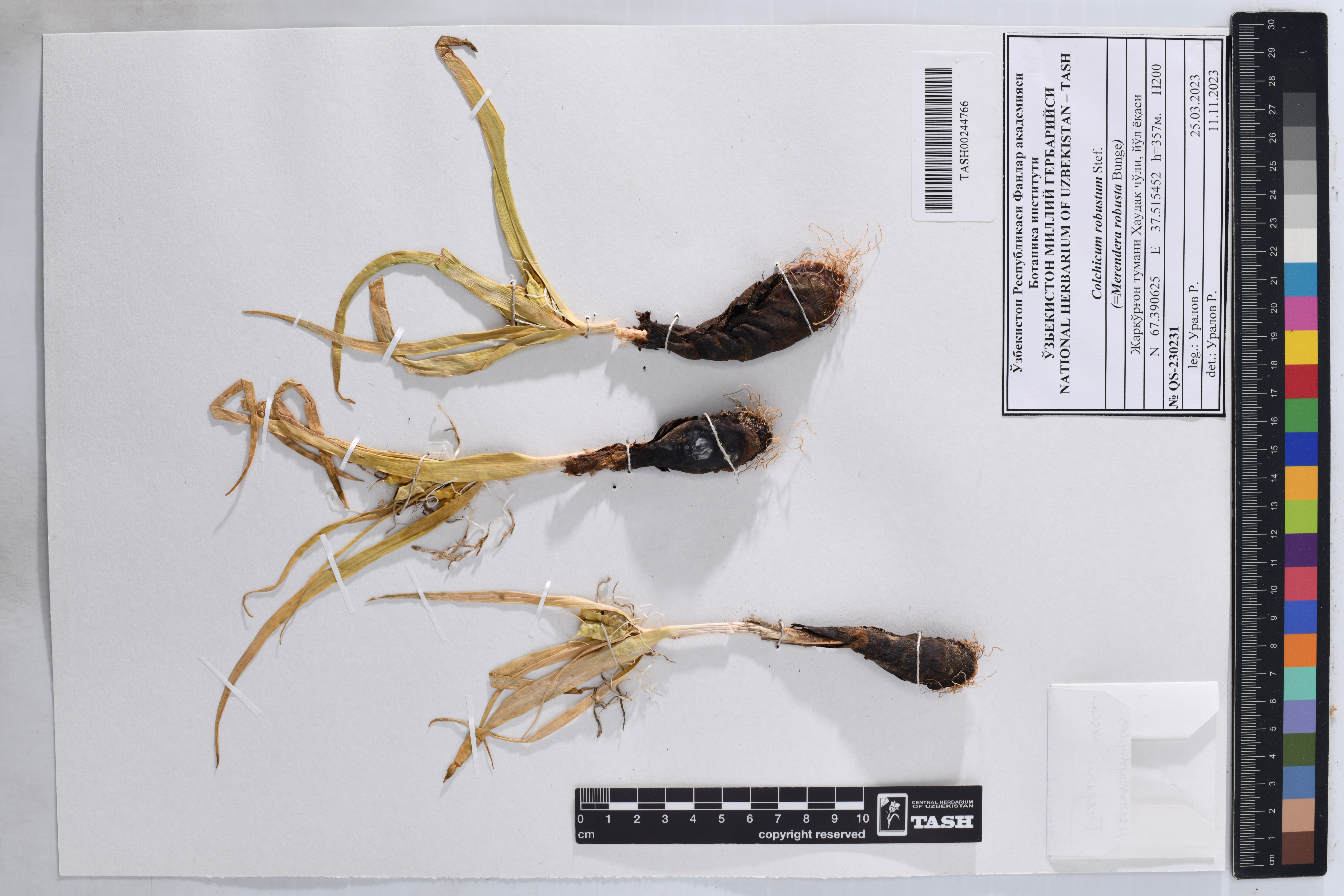 Colchicum robustum