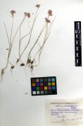 Alliaceae Allium anisotepalum