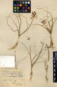 Alliaceae Allium borszczowii
