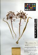 Alliaceae Allium bucharicum