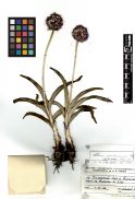 Alliaceae Allium carolinianum