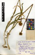 Alliaceae Allium drobovii