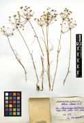 Alliaceae Allium elegans