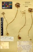 Alliaceae Allium ferganicum