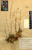 Alliaceae Allium filidens