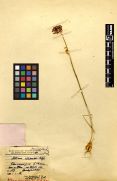 Alliaceae Allium haneltii